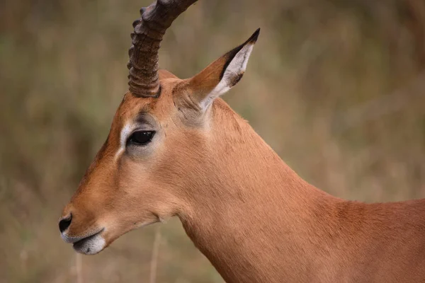 Schwarzfersenantilope Impala Aepyceros Melampus — 스톡 사진