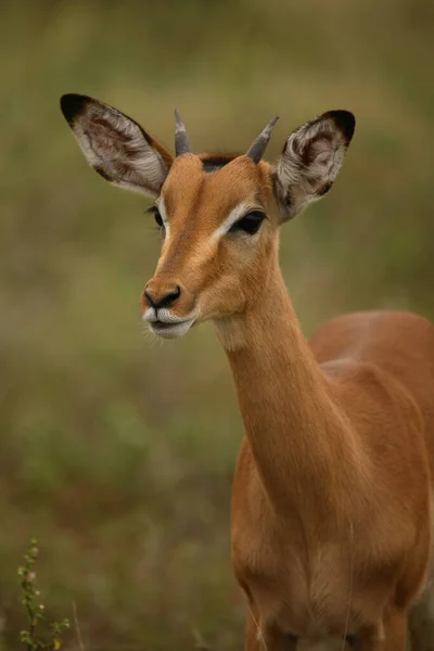 Schwarzfersenantilope Impala Aepyceros Melampus — стоковое фото