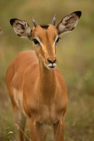 Schwarzfersenantilope Impala Aepyceros Melampus — Foto Stock