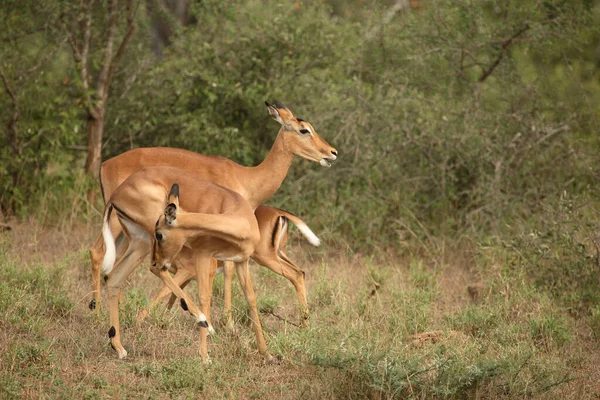 Schwarzfersenantilope Impala Aepyceros Melampus — Zdjęcie stockowe