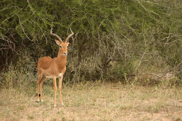 Schwarzfersenantilope Impala Aepyceros Melampus — стокове фото