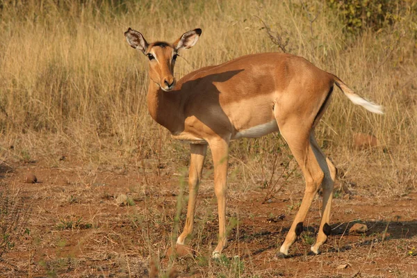 Schwarzfersenantilope Impala Aepyceros Melampus —  Fotos de Stock