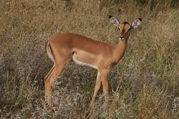Schwarzfersenantilope Impala Aepyceros Melampus — 图库照片