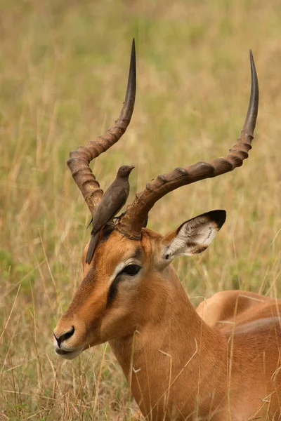 Schwarzfersenantilope Und Rotschnabel Madenhacker Impala Red Billed Oxpecker Aepyceros Melampus — 图库照片