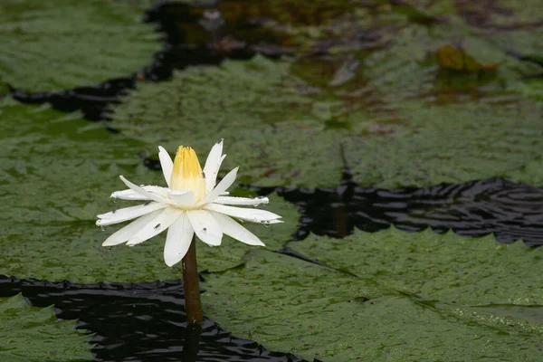 Seerose White Waterlily Nyąea — 图库照片
