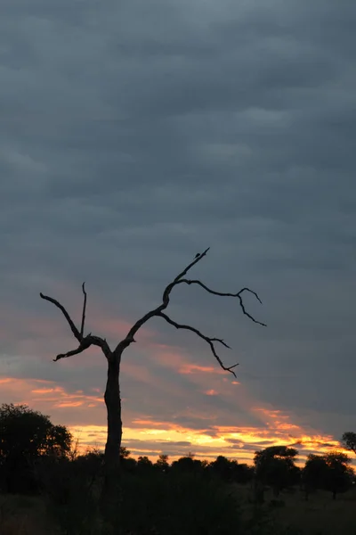 Sonnenuntergang Krueger Park Suedafrika Sundown Kruger Park South Africa — 스톡 사진
