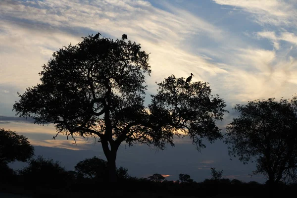 Sonnenuntergang Krueger Park Suedafrika Sundown Kruger Park Zuid Afrika — Stockfoto