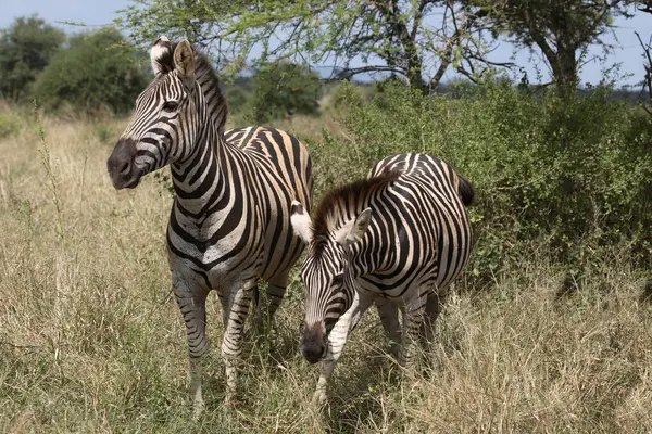 Steppenzebra Burchell Zebra Equus Burchellii — Stok fotoğraf