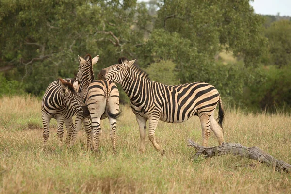 Steppenzebra Burchell Zebra Equus Burchellii — Fotografia de Stock