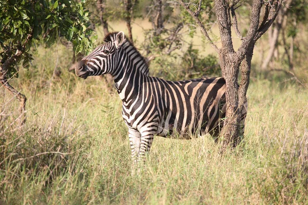 Steppenzebra Burchell Zebra Equus Burchellii —  Fotos de Stock