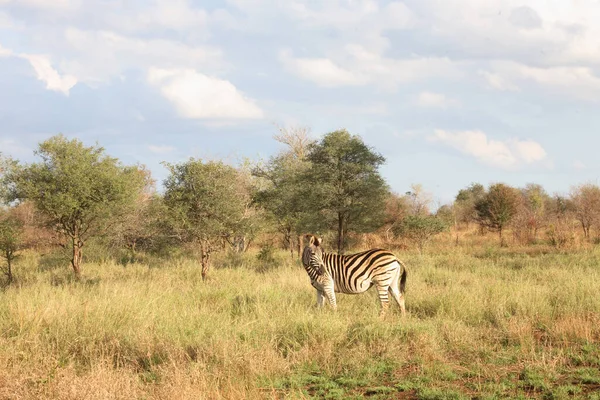 Steppenzebra Burchell Zebra Equus Burchellii — Zdjęcie stockowe