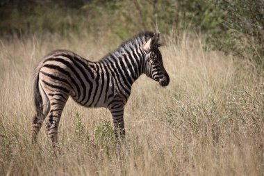Steppenzebra / Burchell's Zebra / Equus burchellii