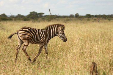 Steppenzebra / Burchell's Zebra / Equus burchellii