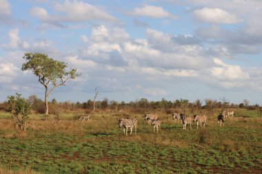 Steppenzebra / Burchell's Zebra / Equus burchellii