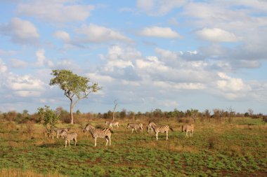 Steppenzebra / Burchell's Zebra / Equus burchellii