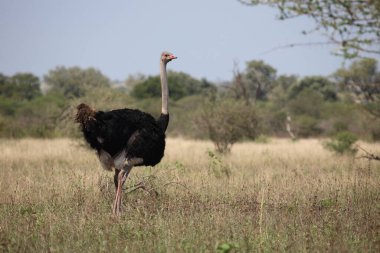 Strauss / Devekuşu / Struthio kamelus