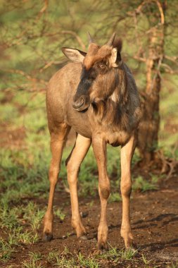 Streifengnu / Blue Wildebeest / Connochaetes taurinus