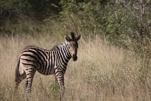 Steppenzebra Burchell Zebra Equus Burchellii — 图库照片
