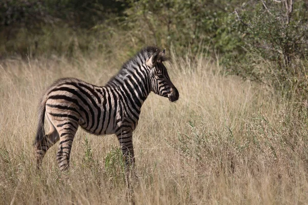 Steppenzebra Burchell Zebra Equus Burchellii — стокове фото