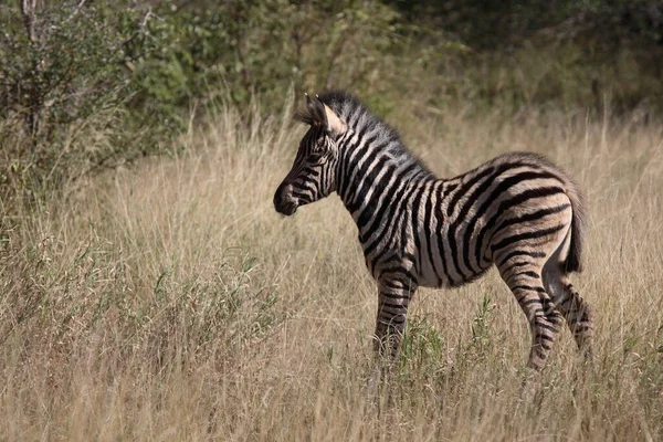 Steppenzebra Burchell Zebra Equus Burchellii — Stock Fotó