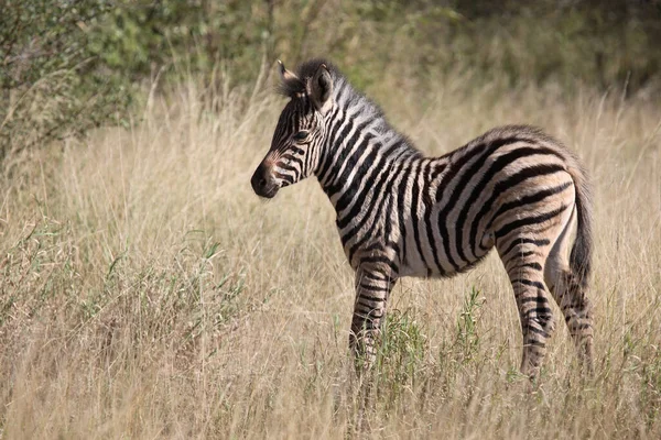 Steppenzebra Burchell Zebra Equus Burchellii — Stockfoto