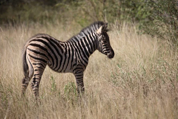 Steppenzebra Burchell Zebra Equus Burchellii — стокове фото