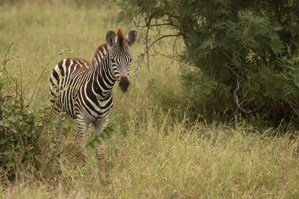 Steppenzebra Burchell Zebra Equus Burchellii — Stok fotoğraf