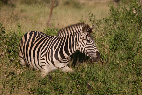 Steppenzebra Burchell Zebra Equus Burchellii — Fotografia de Stock
