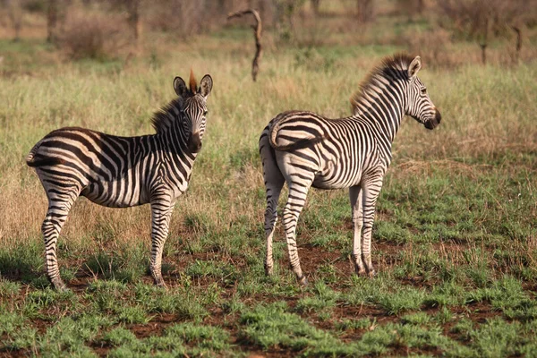 Steppenzebra Burchell Zebra Equus Burchellii — Fotografia de Stock