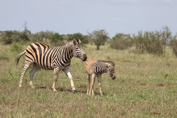 Steppenzebra Burchell Zebra Equus Burchellii — Zdjęcie stockowe