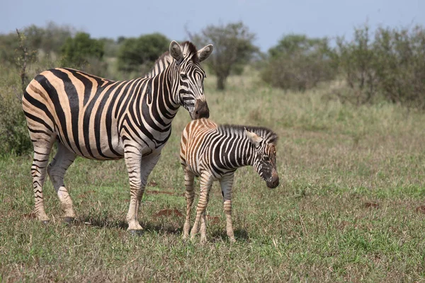 Steppenzebra Burchell Zebra Equus Burchellii —  Fotos de Stock