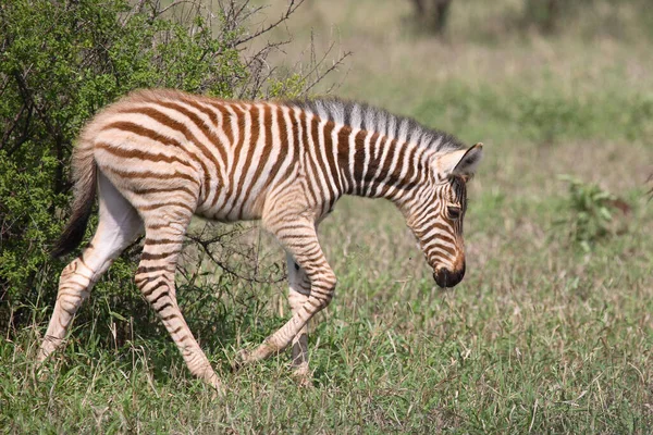 Steppenzebra Зебра Бурчелла Equus Burchellii — стоковое фото