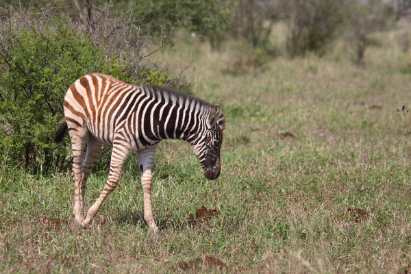 Steppenzebra Зебра Бурчелла Equus Burchellii — стоковое фото