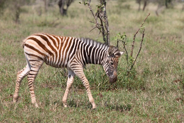 Steppenzebra Burchell Zebra Equus Burchellii —  Fotos de Stock