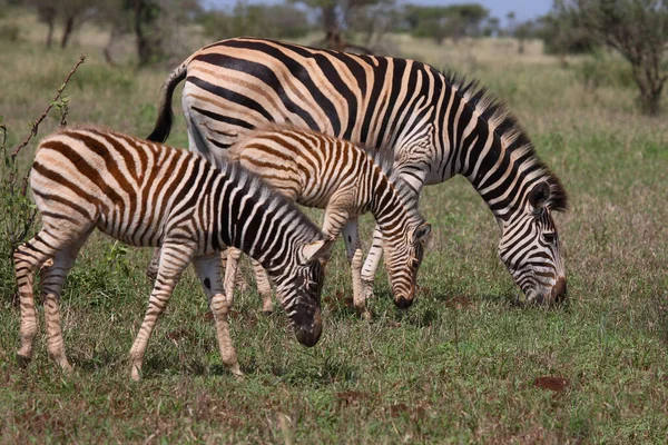 Steppenzebra Burchell Zebra Equus Burchellii — 图库照片