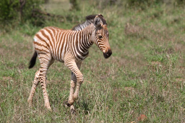 Steppenzebra Зебра Бурчелла Equus Burchellii — стоковое фото