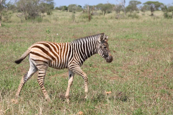 Steppenzebra Burchell Zebra Equus Burchellii — 图库照片