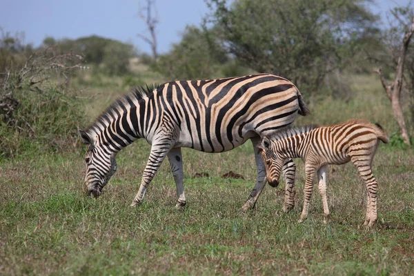 Steppenzebra Burchell Zebra Equus Burchellii — Foto de Stock