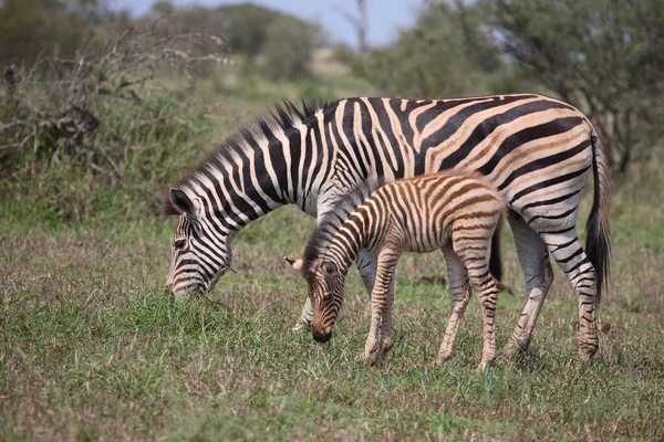 Steppenzebra Burchell Zebra Equus Burchellii — ストック写真