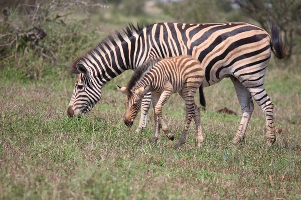 Steppenzebra Burchell Zebra Equus Burchellii — Photo