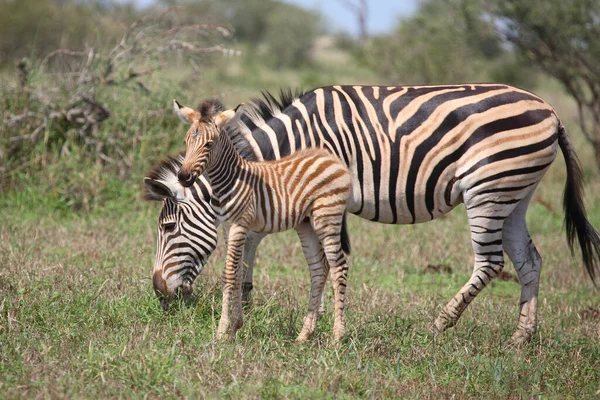 Steppenzebra Burchell Zebra Equus Burchellii — Stockfoto