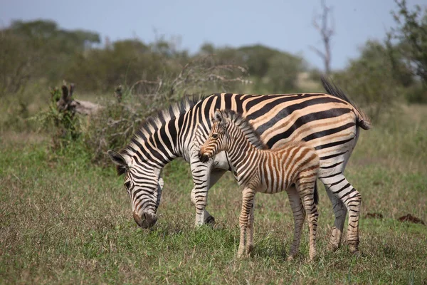 Steppenzebra Burchell Zebra Equus Burchellii — Stok fotoğraf