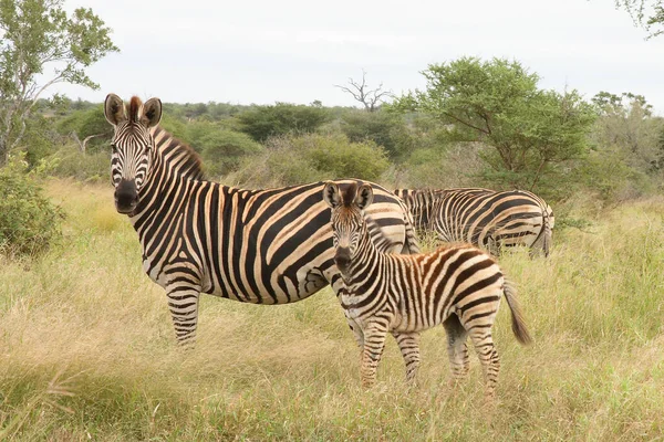 Steppenzebra Burchell Zebra Equus Burchellii — Fotografia de Stock