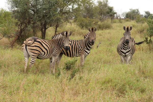 Steppenzebra Burchell Zebra Equus Burchellii — Φωτογραφία Αρχείου