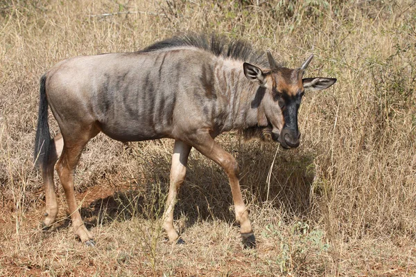 Streifengnu Blue Wildebeest Connochaetes Taurinus — Stok fotoğraf