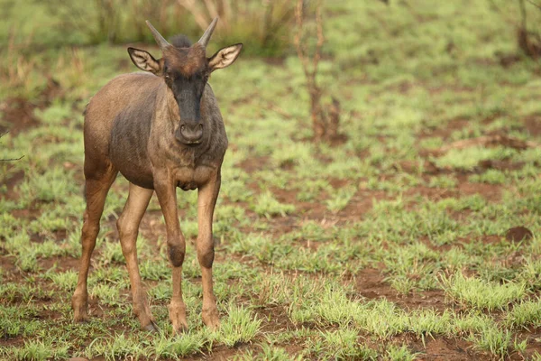 Streifengnu Blue Wildebeest Connochaetes Taurinus — Zdjęcie stockowe