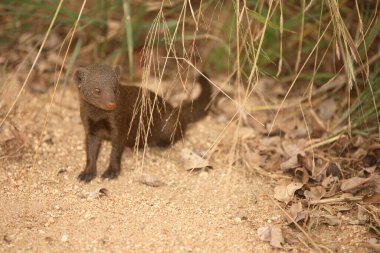 Suedliche Zwergmanguste / Cüce firavun faresi / Helogale parvula