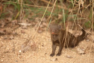 Suedliche Zwergmanguste / Cüce firavun faresi / Helogale parvula