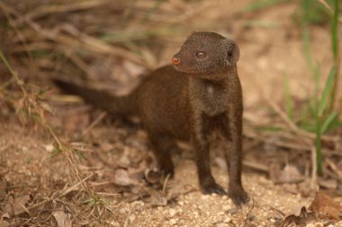Suedliche Zwergmanguste / Cüce firavun faresi / Helogale parvula