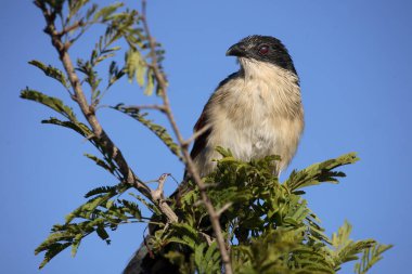 Tiputip / Burchell's Coucal / Centropus superciliosus